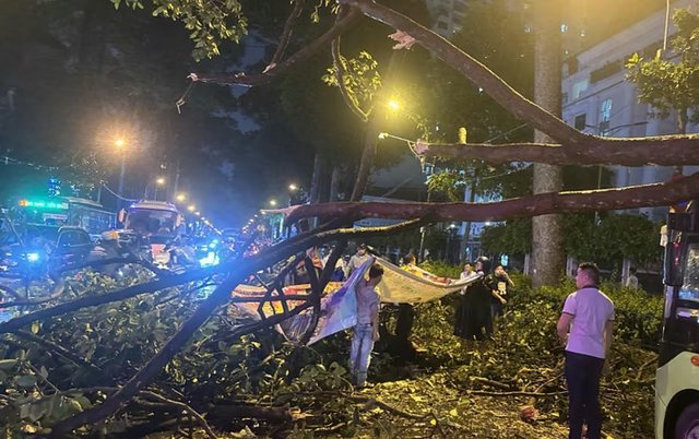Lại có người chết vì cây gãy: Bao giờ rủi ro được chặn trước cơn giông?