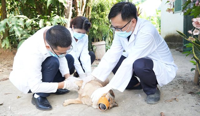 Tô Hiệu mở đợt cao điểm xử lý chó thả rông, lập lại trật tự nơi công cộng