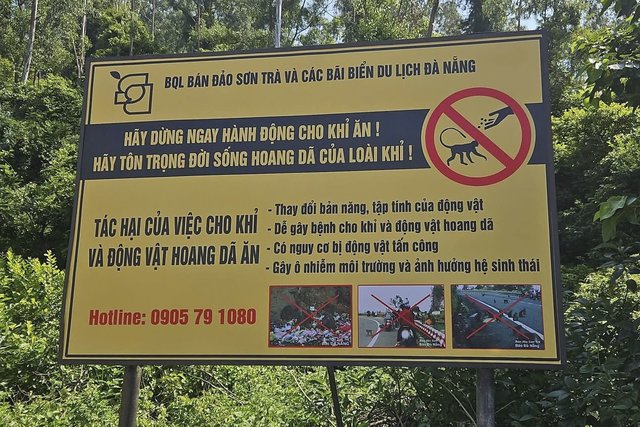 Nghiêm cấm cho động vật hoang dã ăn tại bán đảo Sơn Trà