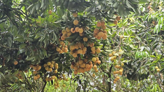 Chuyện về cây vải tổ Thanh Hà, di sản hơn trăm tuổi hút khách du lịch