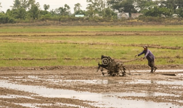 Siêu El Nino có thể đe dọa 350.000ha lúa đông xuân tại ĐBSCL