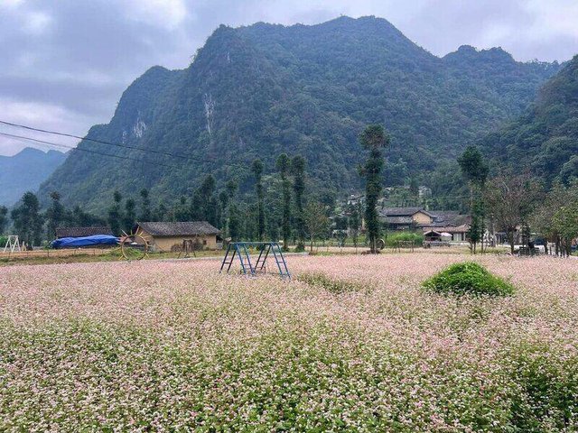 Mùa hoa Tam giác mạch tạo sức hút du lịch ở Cao nguyên đá Tuyên Quang