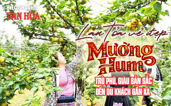 Du khách trải nghiệm thu hoạch lê Nậm Pung tại Mường Hum, Lào Cai trong Tuần lễ trải nghiệm năm 2026