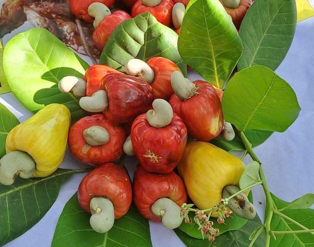 “Con đường nông sản” đưa thanh long, dưa lưới và hạt điều lên chuyến bay