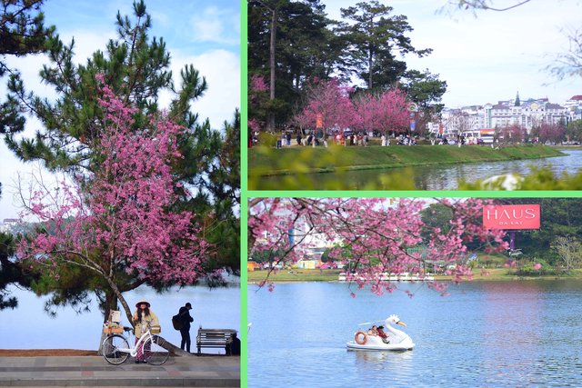 Mai anh đào rực hồng khắp phố - du khách không nỡ rời Đà Lạt