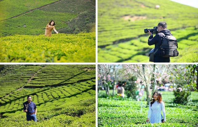 Đồi chè Cầu Đất, từ nông trường chè của người Pháp đến điểm check in “siêu hot” tại Đà Lạt