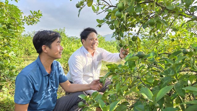 Trồng chanh tứ quý - Hướng đi mới của nông dân xã Mộ Đức