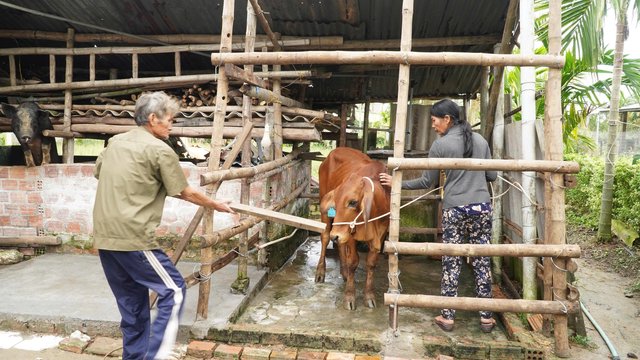 Hỗ trợ bò giống - “Điểm tựa” sinh kế cho hộ nghèo