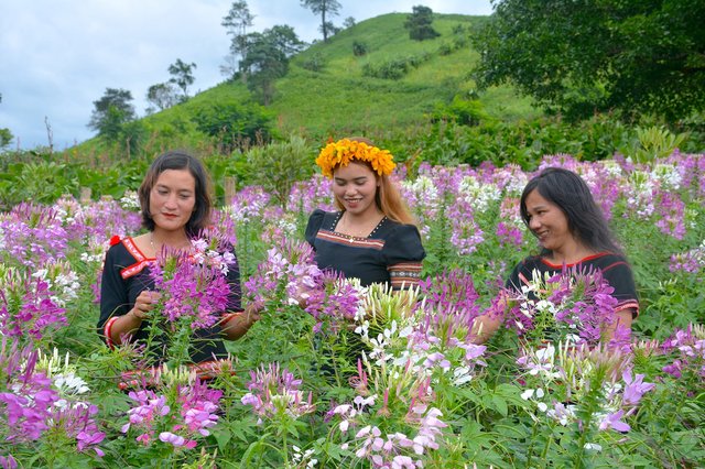 Chư Đang Ya rực rỡ mùa hoa Tuý điệp