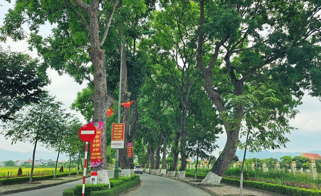 Xanh mướt hàng cây xà cừ cổ thụ trên quê hương Bác