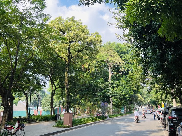 Hà Nội tính tỉa chùm hoa sữa, giữ cây nhưng giảm nỗi khổ của người sống bên cây