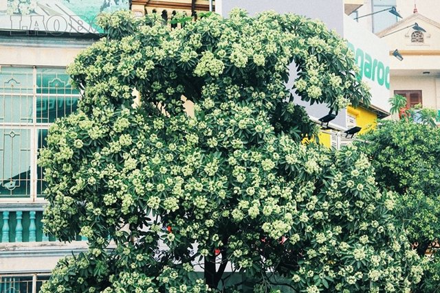 Chuyện từ cây hoa sữa