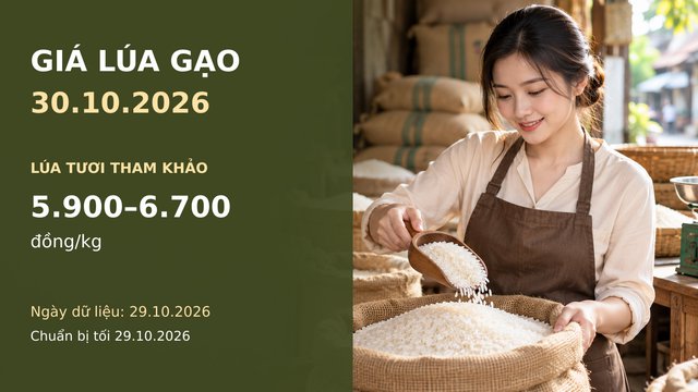 Giá lúa gạo hôm nay 30.10: Giá chào xuất khẩu cao, giao dịch còn chậm