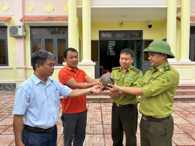 Người dân Quảng Ngãi tự nguyện giao nộp tê tê quý hiếm