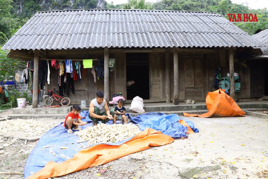 Em Vương Thị Yên, học sinh Trường PTDT Tiểu học số 2 Văn Lăng, điểm trường Bản Tèn phụ giúp bố bóc ngô