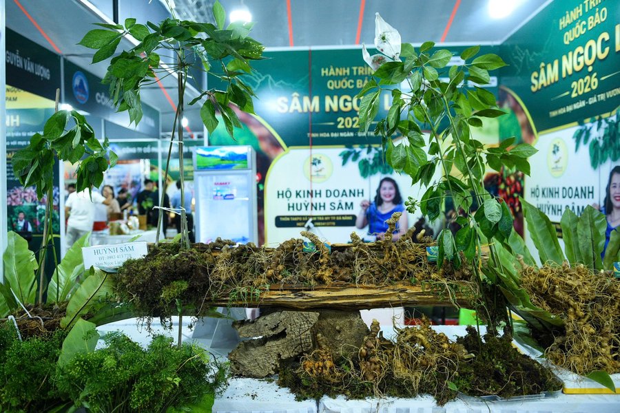 Việc đưa Sâm Ngọc Linh lên Sàn nhằm đa dạng hóa sản phẩm, tạo điểm nhấn cho Sàn và quảng bá các sản phẩm đặc trưng, có giá trị kinh tế, giá trị thương hiệu cao của thành phố đến người dân, du khách trong nước và quốc tế