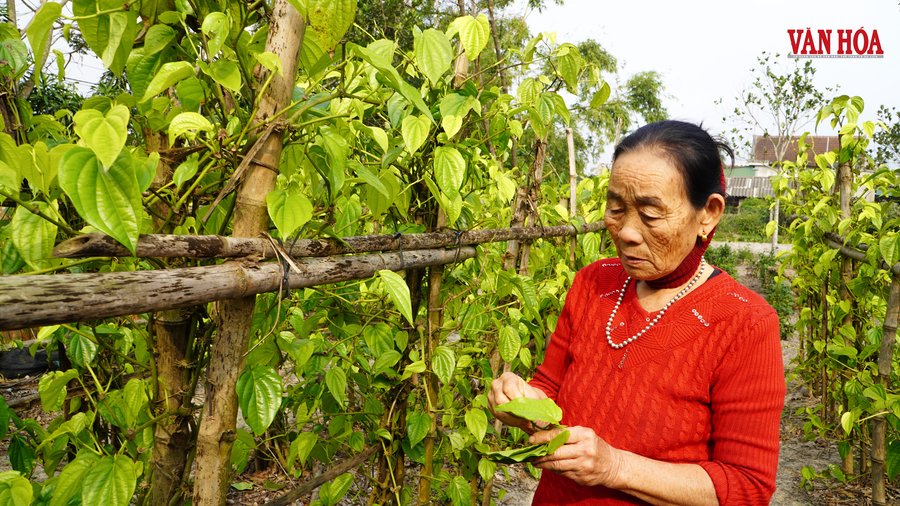 Sau bão, vườn trầu của gia đình bà Liêu bị nhiễm nấm hoàn toàn