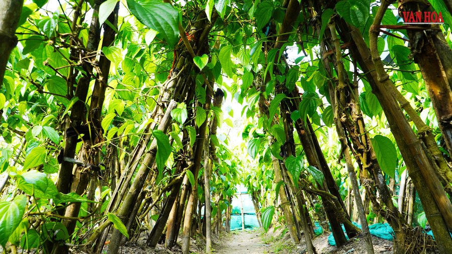 Ông Bảy vui mừng khi vườn trầu được mùa sau quá trình dày công chăm sóc