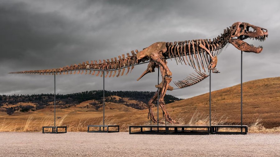 Hóa thạch khủng long bạo chúa T. rex "Gus" trở thành hóa thạch đắt giá nhất từng được bán đấu giá. Ảnh: Sotheby's