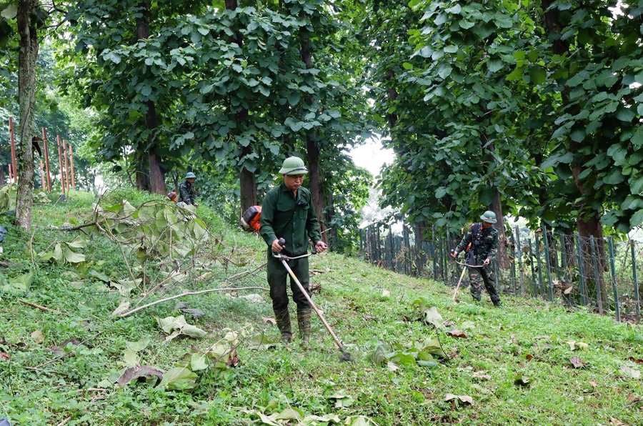 “Chiến dịch Xanh” góp sức gìn giữ di tích Đồi A1