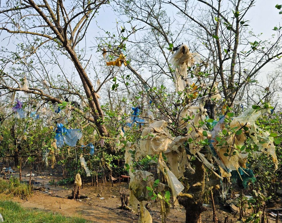 Rác thải mắc dày đặc trên các tán bần ven sông Lam, khiến cánh rừng ngập mặn trở nên xơ xác
