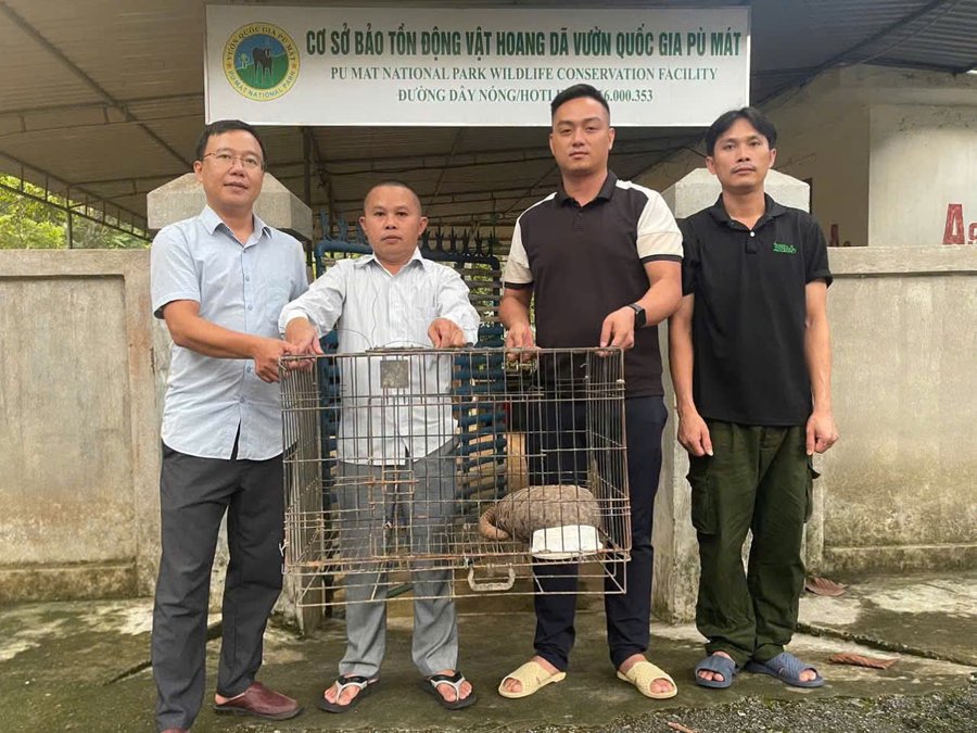 Bàn giao cá thể tê tê cho Vườn quốc gia Pù Mát cứu hộ, chăm sóc