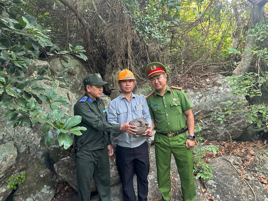 Lực lượng chức năng thực hiện tái thả cá thể tê tê về môi trường tự nhiên theo đúng quy trình về bảo tồn động vật hoang dã.