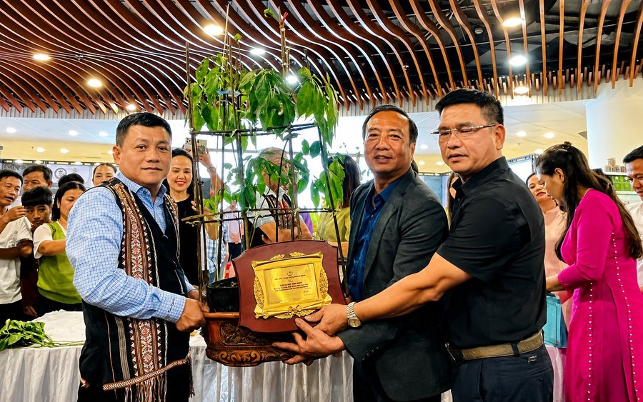 Củ sâm hơn 35 năm tuổi, đoạt giải Nhất nhóm sâm trên 10 năm tuổi tại Hội thi Sâm Ngọc Linh đẹp 2026 được đấu giá thành công với mức 725 triệu đồng
