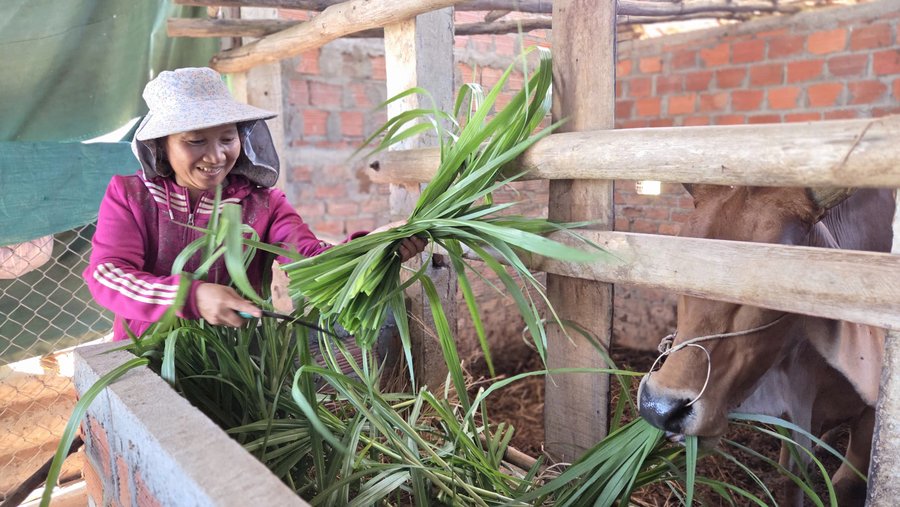 Hỗ trợ bò sinh sản tạo sinh kế cho hộ nghèo thoát nghèo bền vững