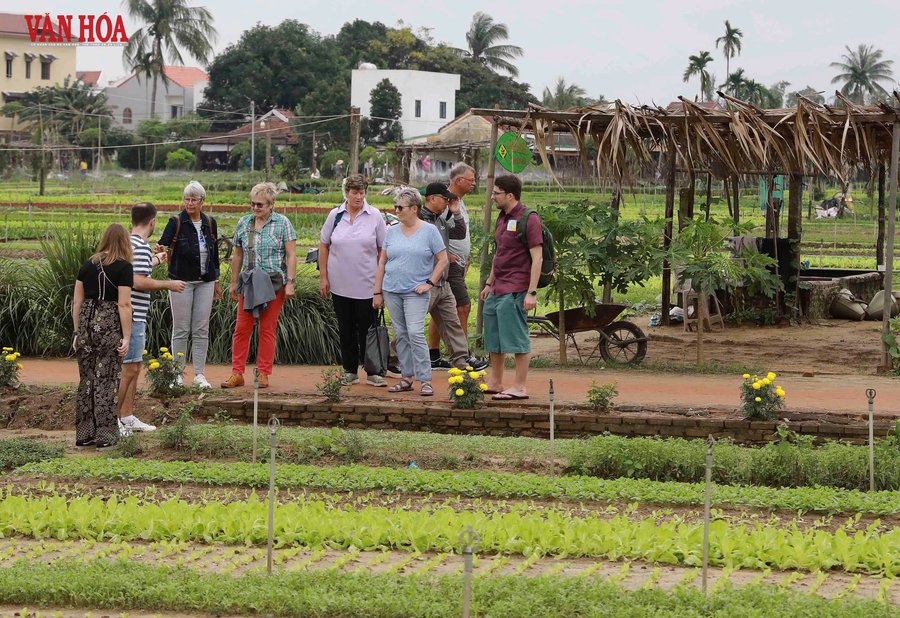 Du khách quốc tế tham quan Làng rau Trà Quế