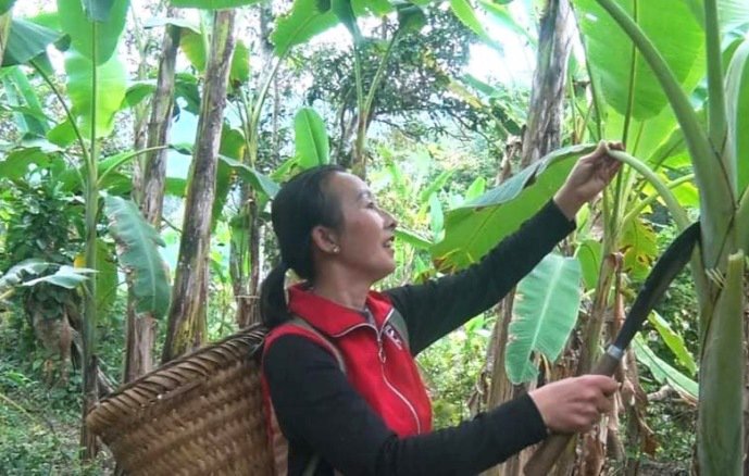 Chị Vừ Y Dở chăm lo phát triển kinh tế
