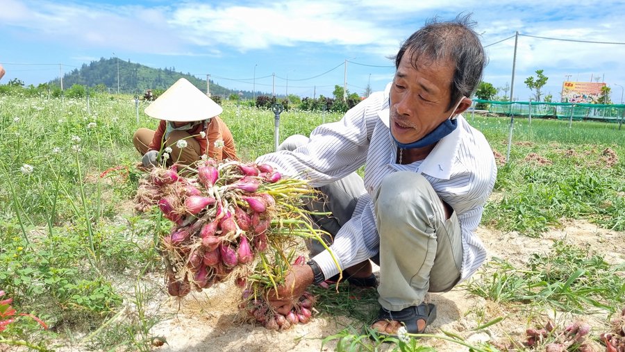 Thổ nhưỡng thích hợp nên cây hành sinh trưởng và phát triển rất tốt, luôn cho năng suất cao