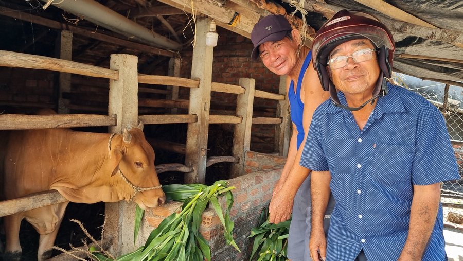 Bò hỗ trợ của gia đình ông Nguyễn Tuấn (bên trái) đang phát triển tốt
