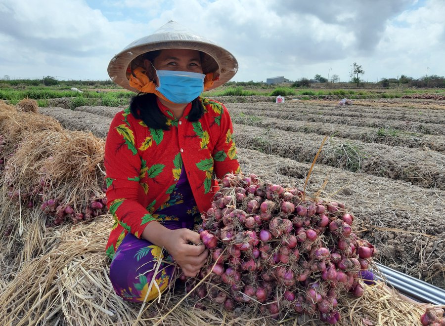 Nông dân Vĩnh Châu được mùa hành tím - Anh 1