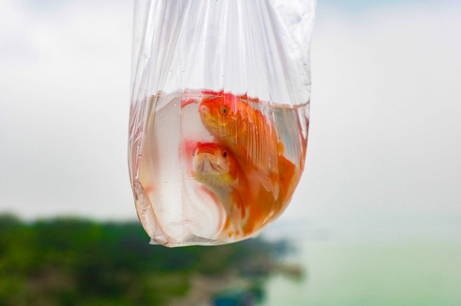 Chờ sẵn trên cầu, “xin” túi nilon của người thả cá chép - Anh 11
