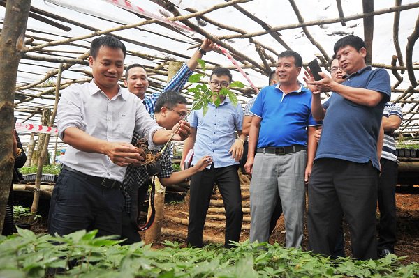 Kon Tum: Nâng tầm giá trị “Quốc bảo”- Sâm Ngọc Linh Việt Nam