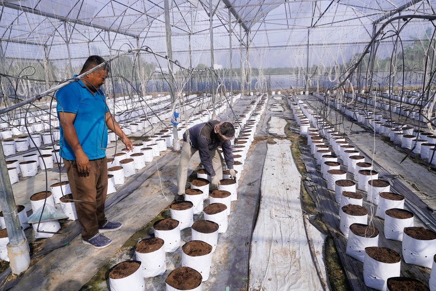Ông Trịnh Gia Trung (áo thun xanh) hướng dẫn nhân công vận hành hệ thống tưới nhỏ giọt công nghệ Israel tại vườn dưa lưới
