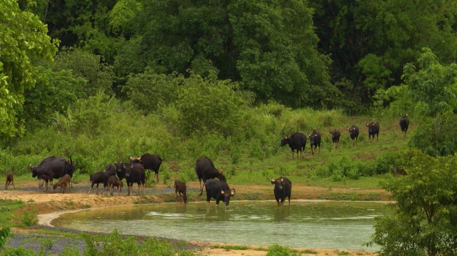 “Vietnam wild live” mùa 2: Theo dấu muôn loài giữa rừng Cát Tiên